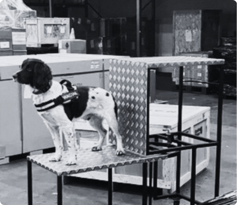 expressway handling free running explosive detection dog